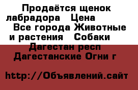 Продаётся щенок лабрадора › Цена ­ 30 000 - Все города Животные и растения » Собаки   . Дагестан респ.,Дагестанские Огни г.